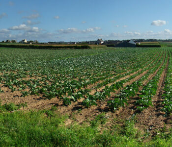 farmland in Brittany