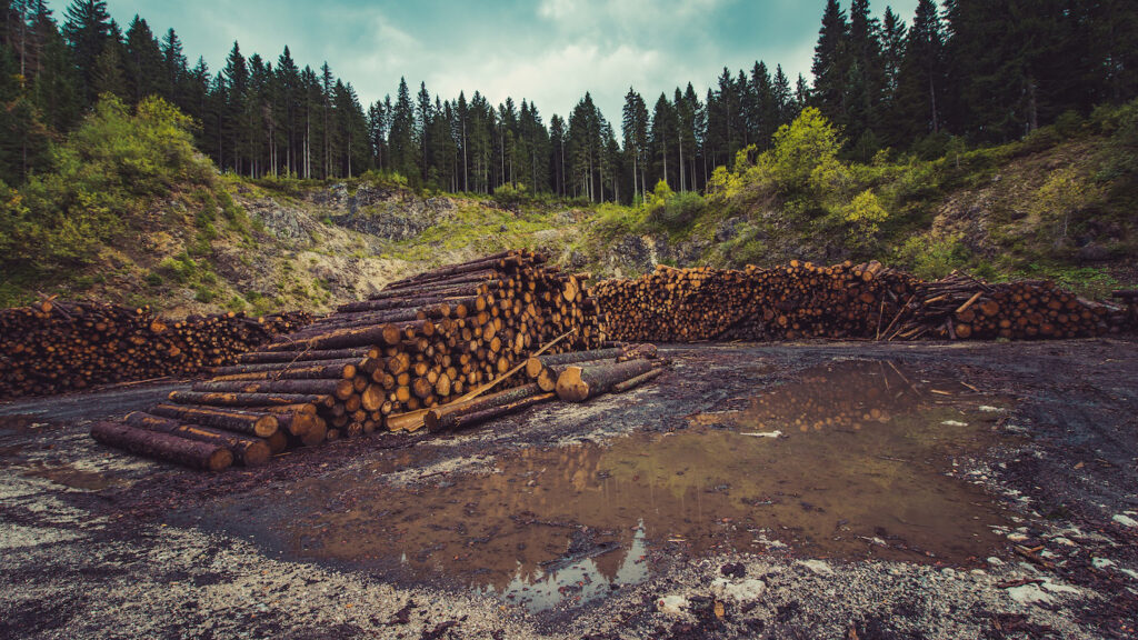 Media Freedom Rapid Response (MFRR) partners today express serious concern over the brutal beating of two filmmakers who were shooting a documentary about illegal logging in Romania and call on the country’s prosecutor general and law enforcement authorities to ensure all those responsible are swiftly brought to justice